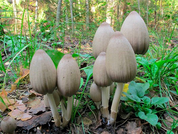 Лечение с помощью гриба-навозника.