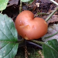 Мария Ярина