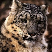 Владимир Князь