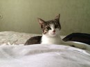 Безкота_добро