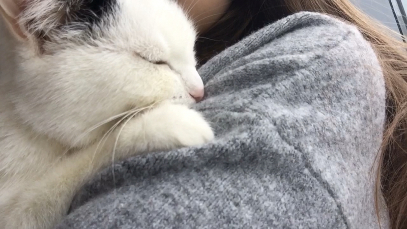 Котейная