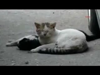 Самое грустное видео про котов