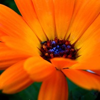 Антонина Томчанина