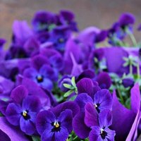 Натаван Ибрагимова