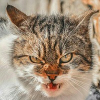 Дим Лужайцев