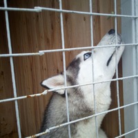 Алексей Левицкий | Лангепас
