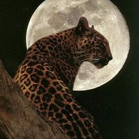 Денис Терещенко