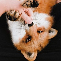 Октавия Гай