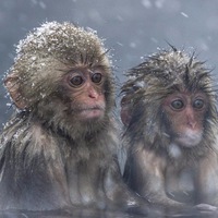 Евгений Шамкин