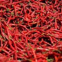 Диана Савина