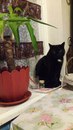 Безкота_добро