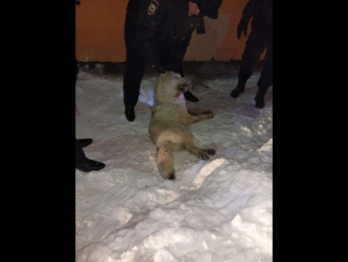 В Норильске полиция застрелила «лютоволка», который нападал на людей в центре города.