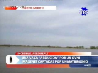 Cow Abducted by a UFO in Argentina