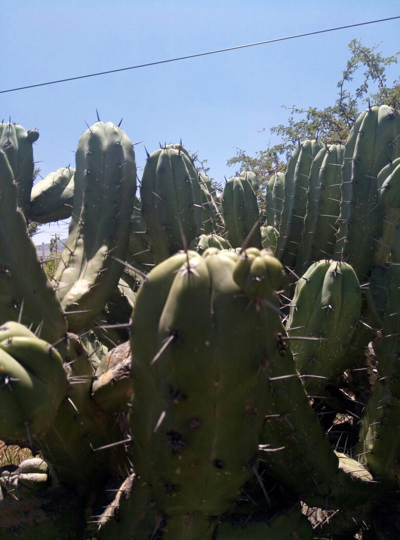 ло