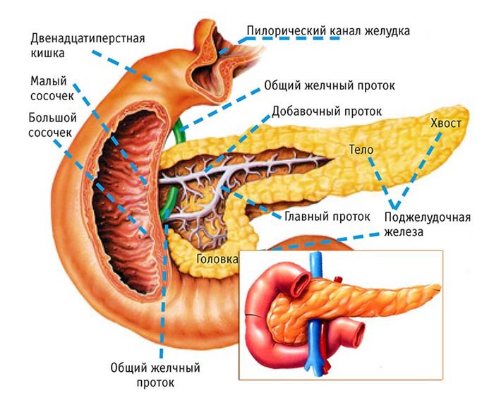 Несколько органов брюшной полости, включая поджелудочную железу, которые связаны с диабетом.