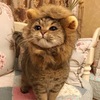 kingfucking