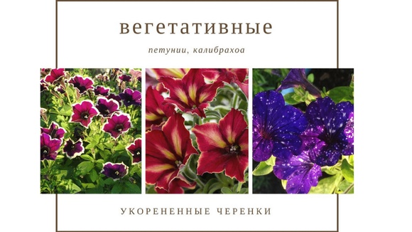 Агрофирма Вегетативные Черенки Интернет Магазин