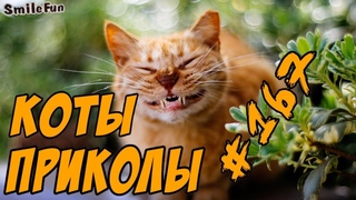 Смешные Коты ДО СЛЁЗ 2018 - Приколы с Котами и Кошками - Funny Cats