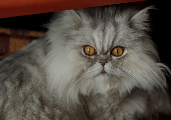 Кошки в нашей жизни. Кошки и все, что с ними связано.