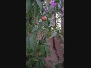 Январские марокканские мандарины