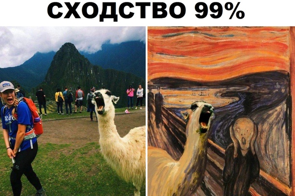 смешные картинки