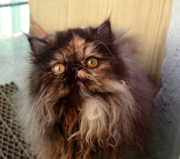 Кошки в нашей жизни. Кошки и все, что с ними связано.