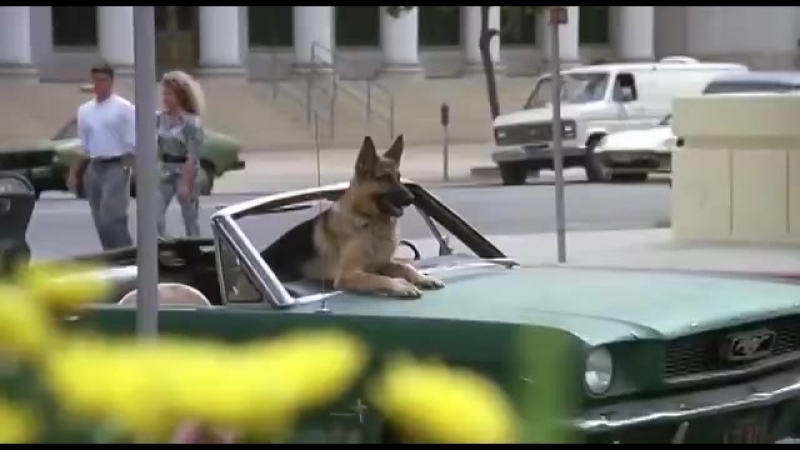 K-9 Собачья Работа