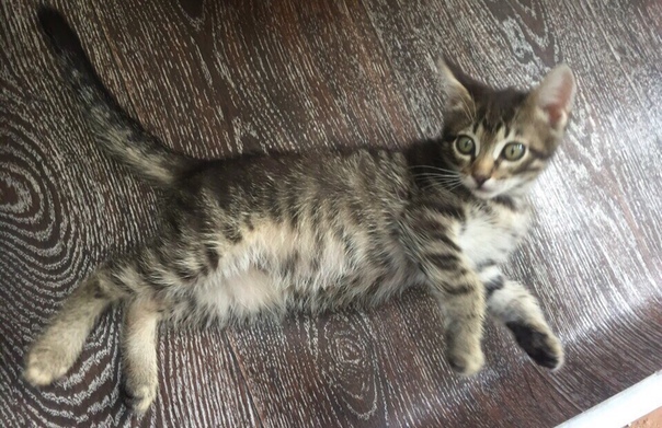 Остался последний котёнок полосатого макрелевого окраса. 