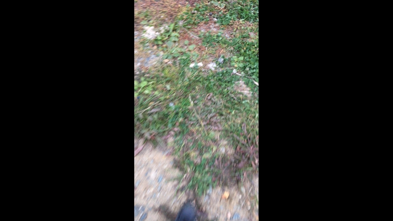 Степа Вознюк — Live