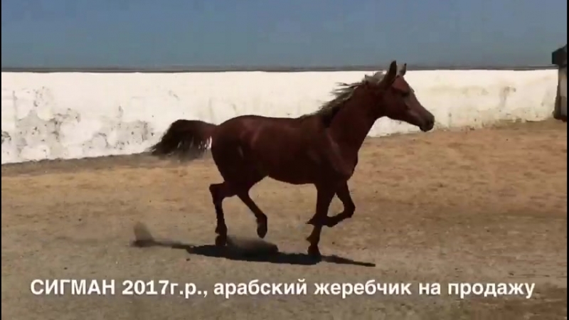 Сигман (SS GRISHA - Гепра) 2017 г.р.