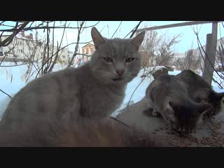 незавидная судьба брошенных и голодных котиков hungry stray cats