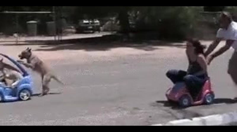 Doc38487129_468300790.mp4