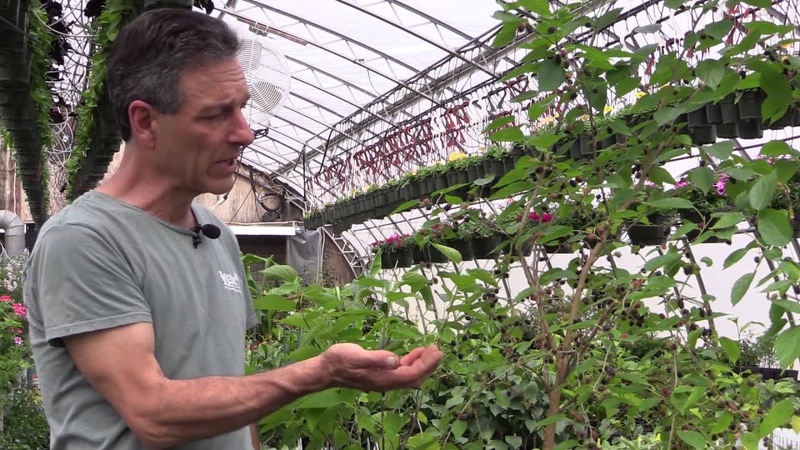 Growing Mulberries in Containers