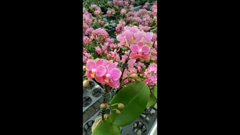 Dtps.Fuhsing Strip *Dtps.Sogo Cooper