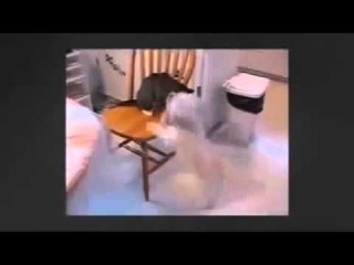 МОИ ЗАБАВНЫЕ ЖИВОТНЫЕ Давай бороться! Смешные и прикольные животные