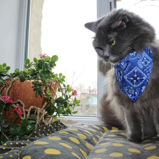 Кто лучше кот лил кошка 