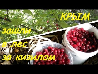Крым, Судак, прогулка в лес. Урожай кизила