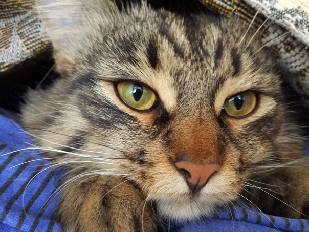 Котик ищет новый дом 