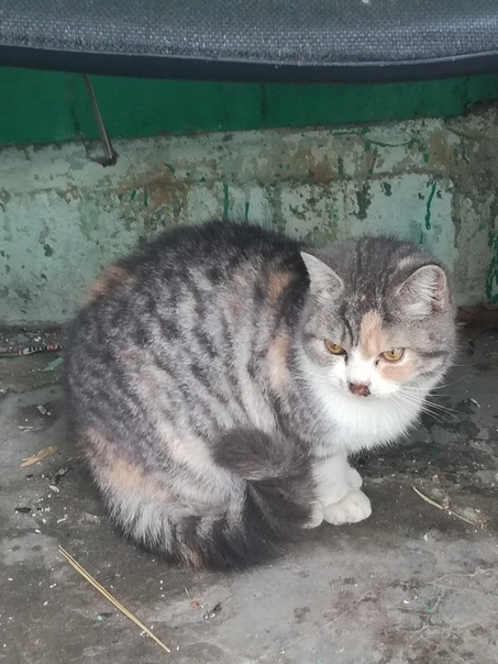 КОШЕЧКЕ ОЧЕНЬ ПЛОХО, ПОЖАЛУЙСТА, ПОМОГИТЕ СПАСТИ!!! НЕОБХОДИ