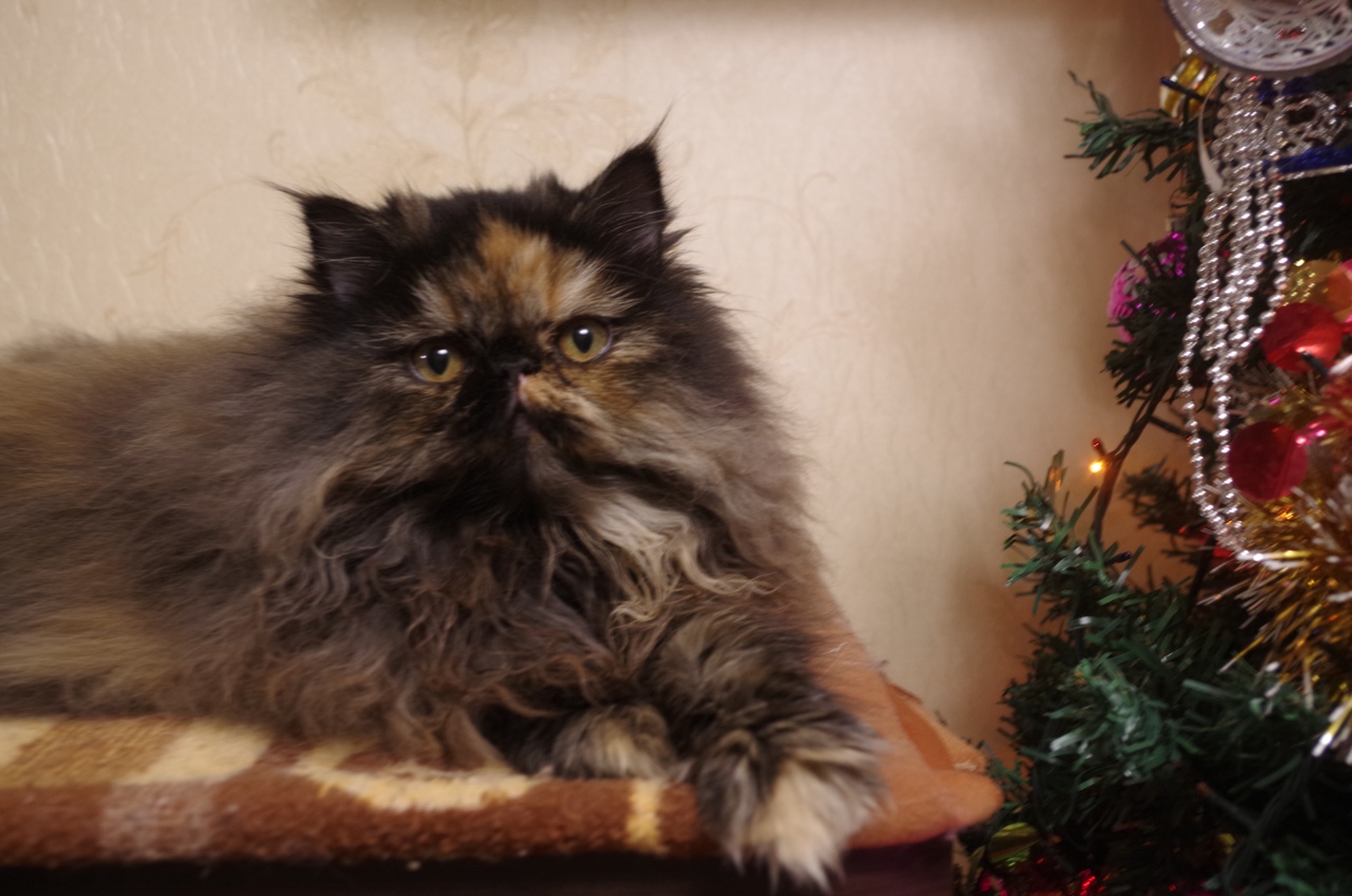 Кошки в нашей жизни. Кошки и все, что с ними связано.