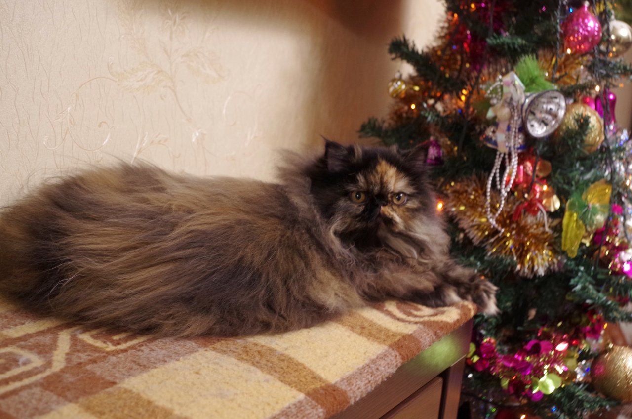 Кошки в нашей жизни. Кошки и все, что с ними связано.