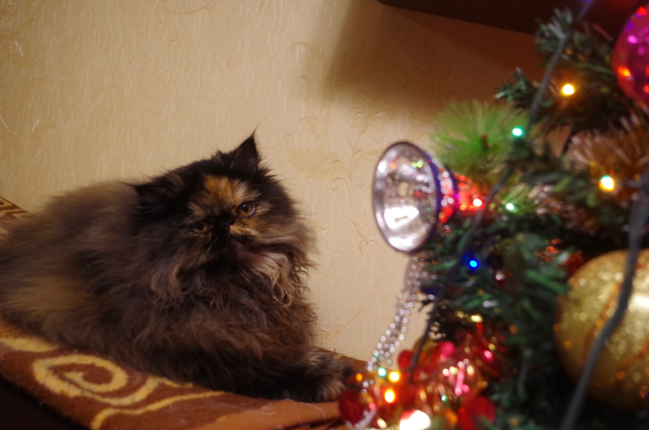 Кошки в нашей жизни. Кошки и все, что с ними связано.