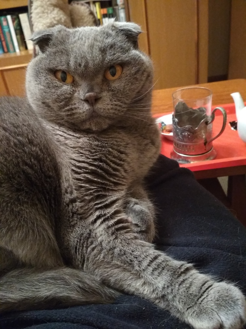 Кошки в нашей жизни. Кошки и все, что с ними связано.