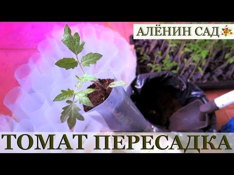 ТОМАТЫ пересадка 2018