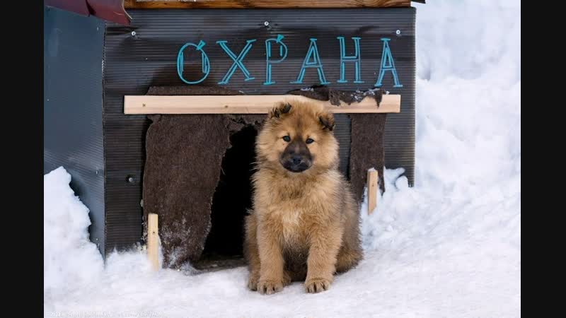 праграма лайк