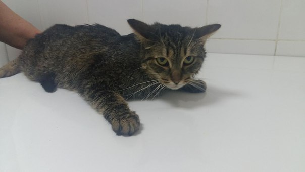 #нужна_финансовая_помощь@vmestepnz_animalsНУЖНА ФИНАНСОВАЯ П