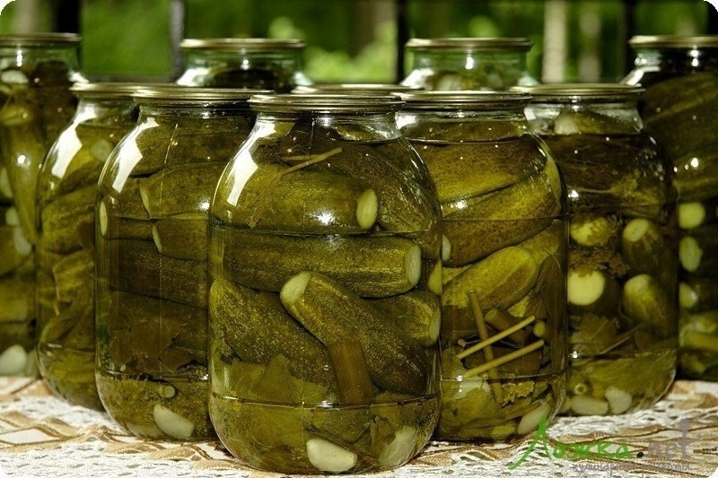 Соление и маринование огурцов: лучшие рецепты засолки