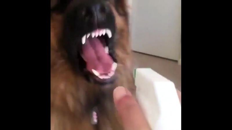 Я тоже цветочек