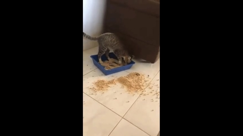 кошара