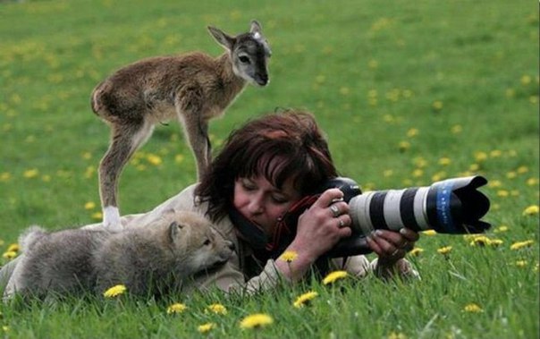 10 фотографов, которые подобрались к животным слишком близко Есть такие невероятные люди на свете, и это — фотографы. Энтузиасты своего дела и просто хорошие люди, готовые ради удачного кадра на
